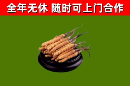 龙凤回收冬虫夏草